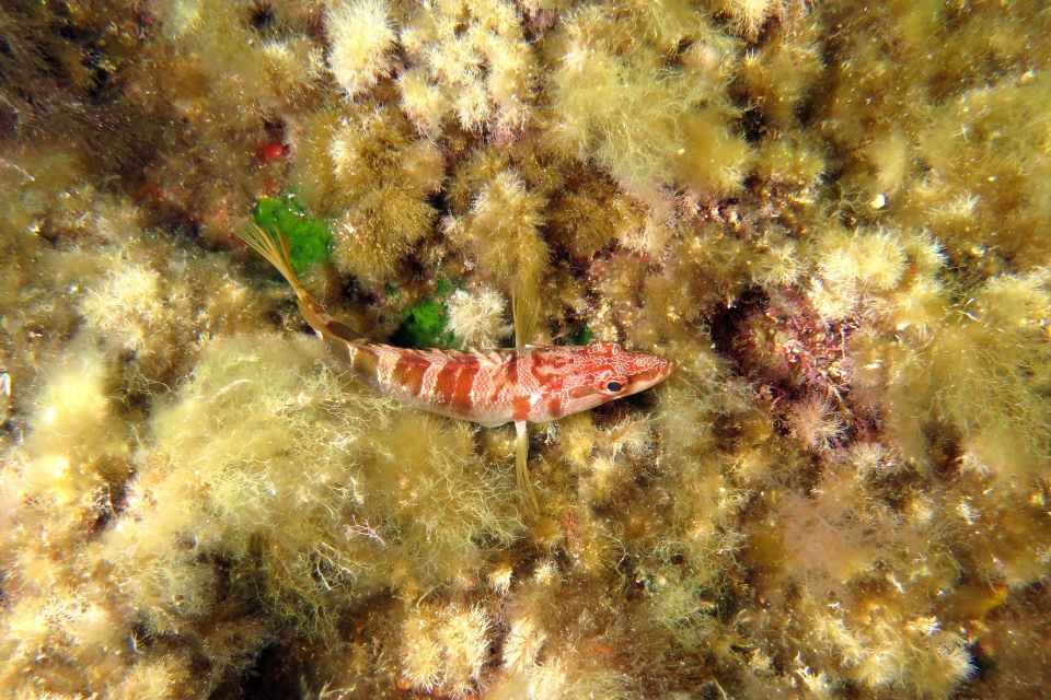 Serranus scriba
