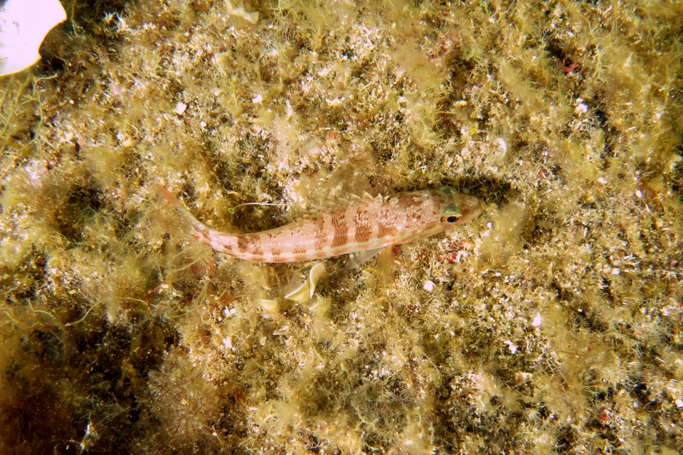 Serranus cabrilla