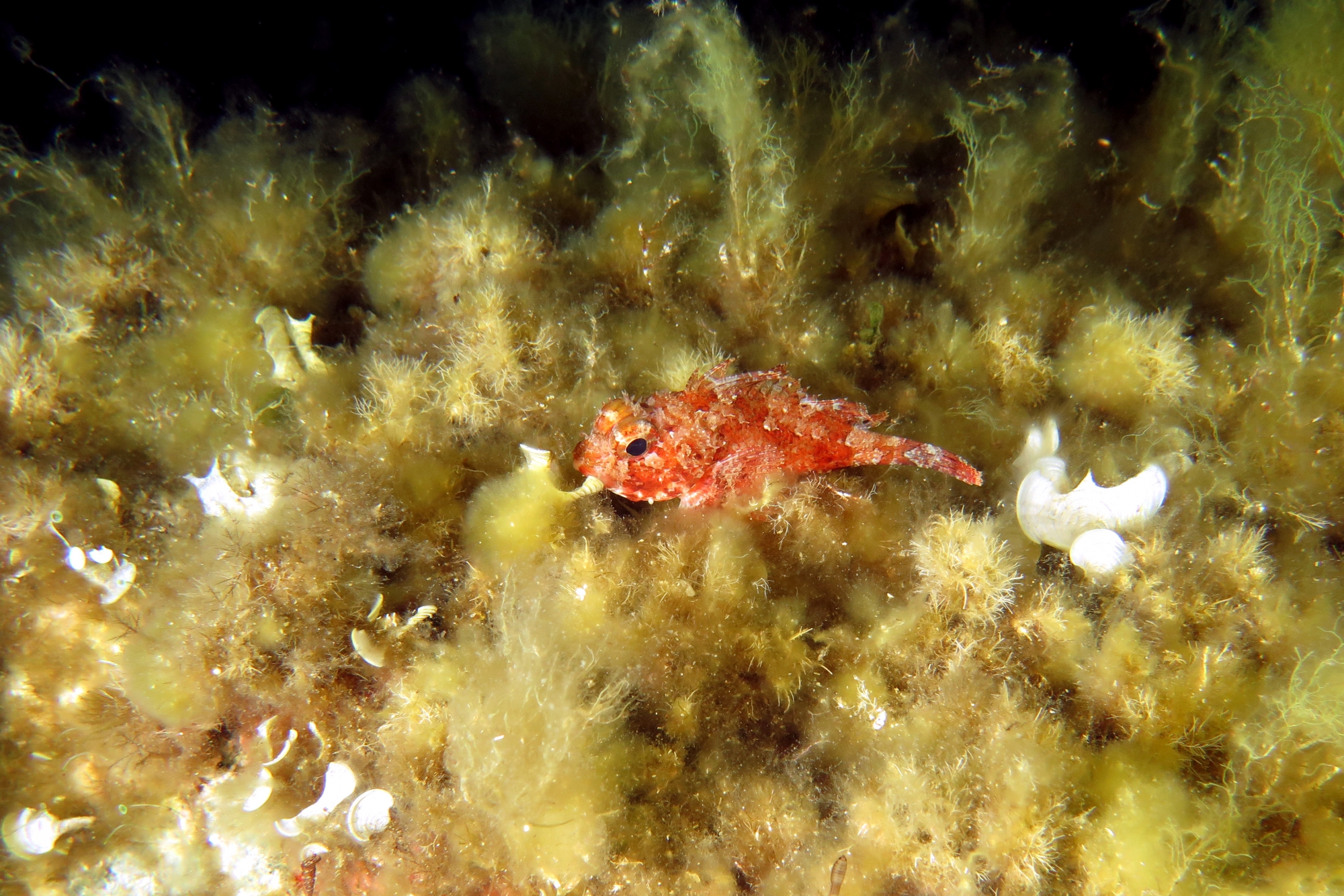 Scorpaena notata