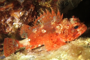 Scorpaena notata