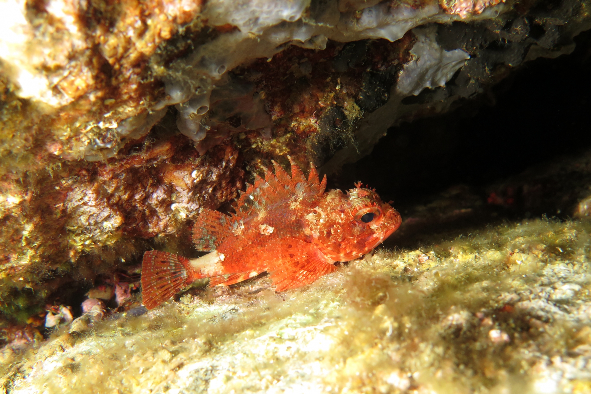 Scorpaena notata
