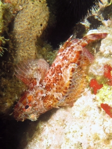 Scorpaena scrofa