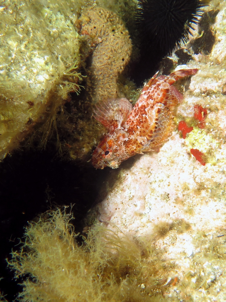 Scorpaena scrofa