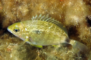 Diplodus annularis