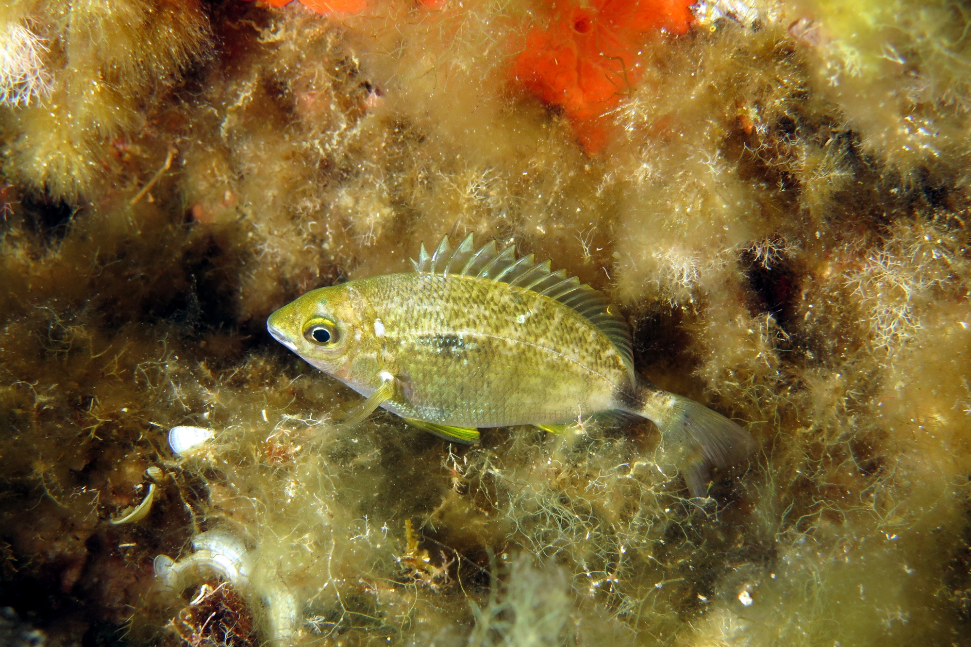 Diplodus annularis
