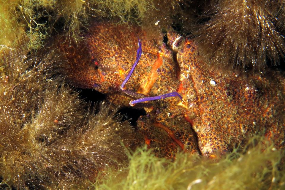 Scyllarides latus