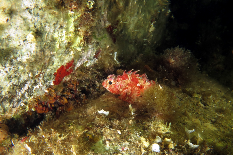 Scorpaena notata