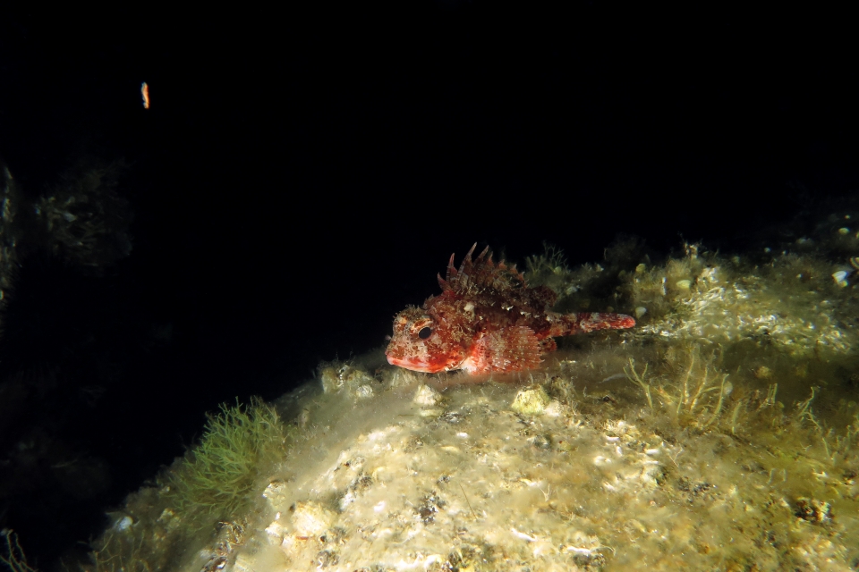 Scorpaena notata
