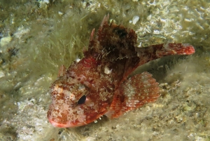 Scorpaena notata