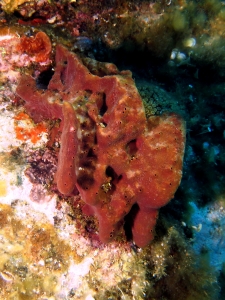 Petrosia (Petrosia) ficiformis