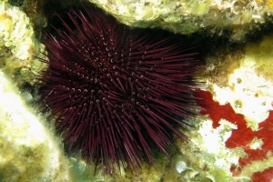 Paracentrotus lividus