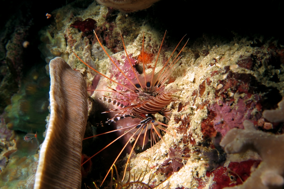 Pterois antennata