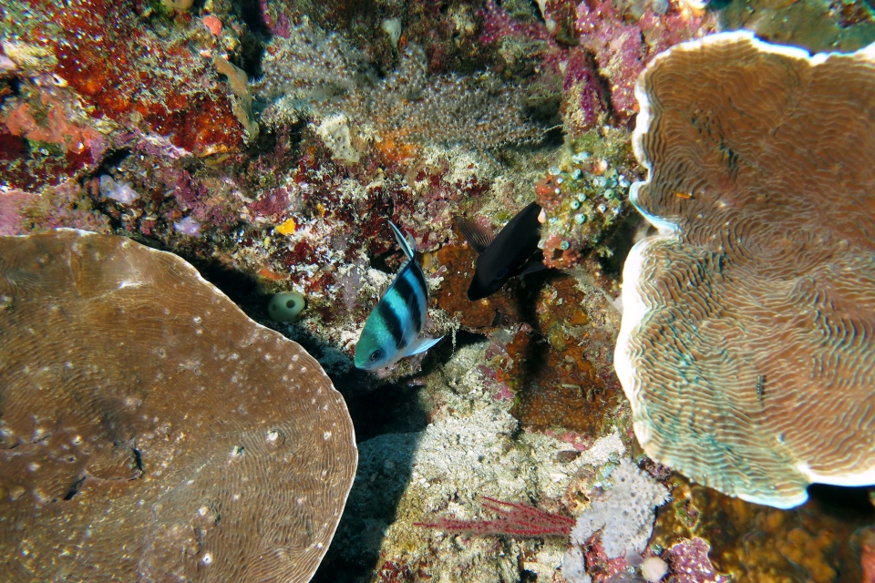 Abudefduf sexfasciatus, Pachyseris speciosa