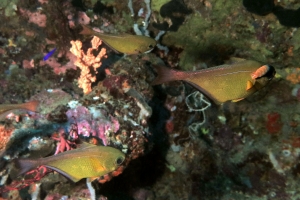 Pempheris vanicolensis, Anilocra