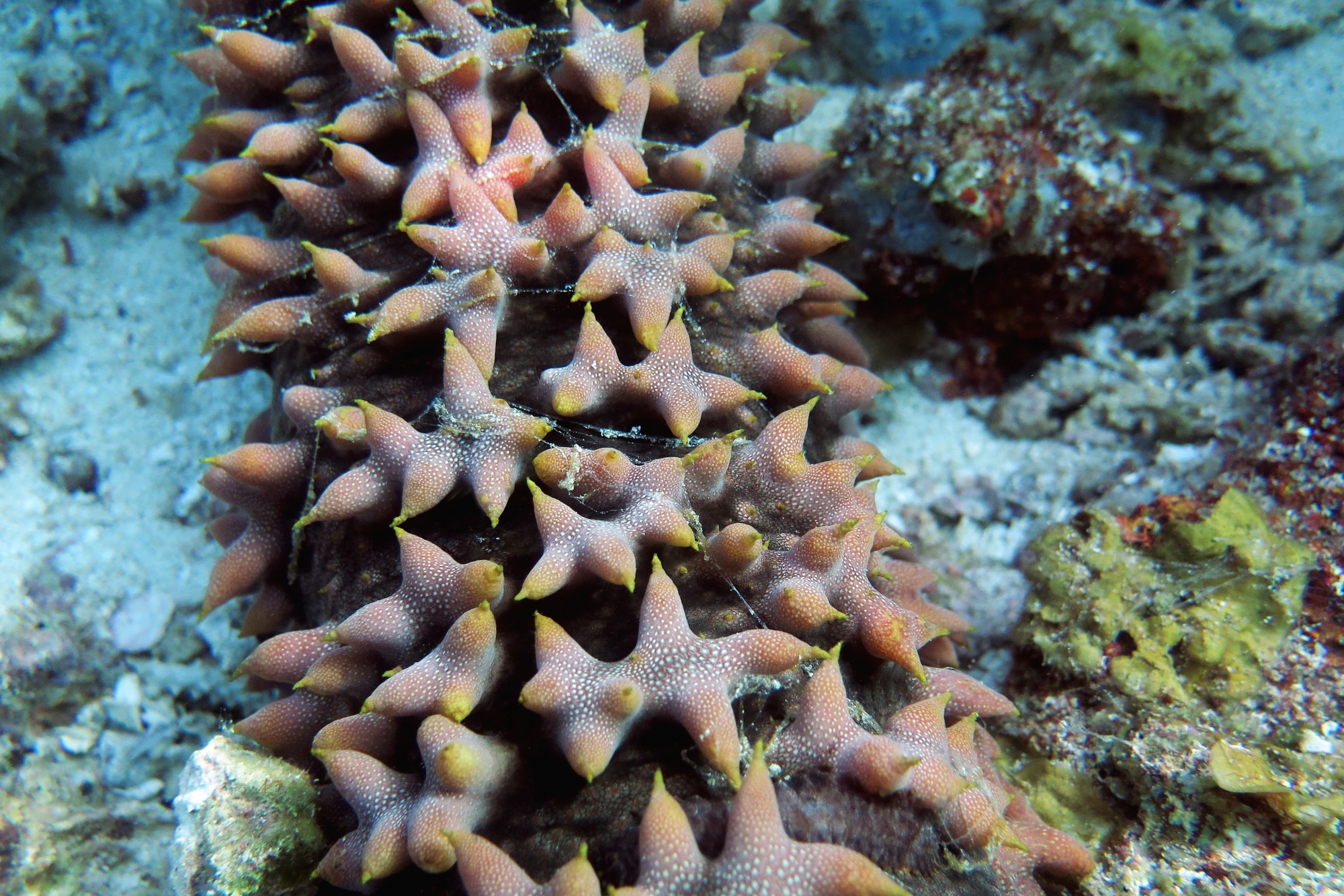 Thelenota ananas