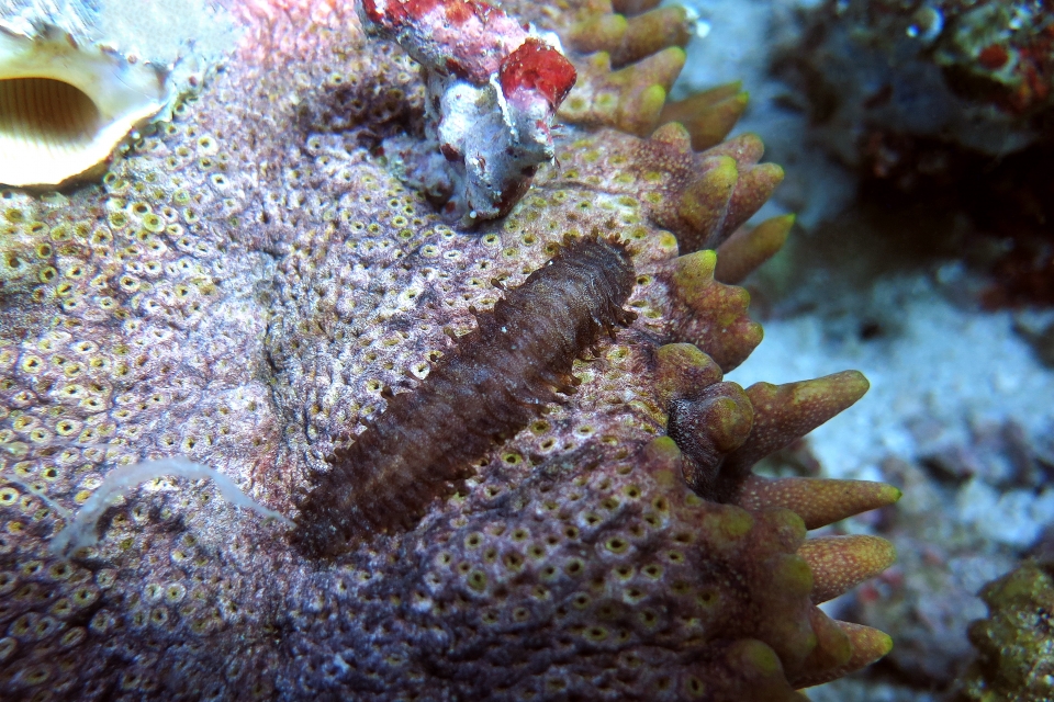 Gastrolepidia clavigera, Thelenota ananas