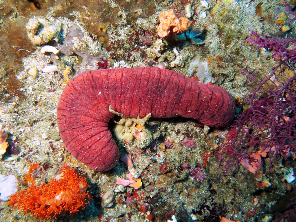 Holothuria edulis