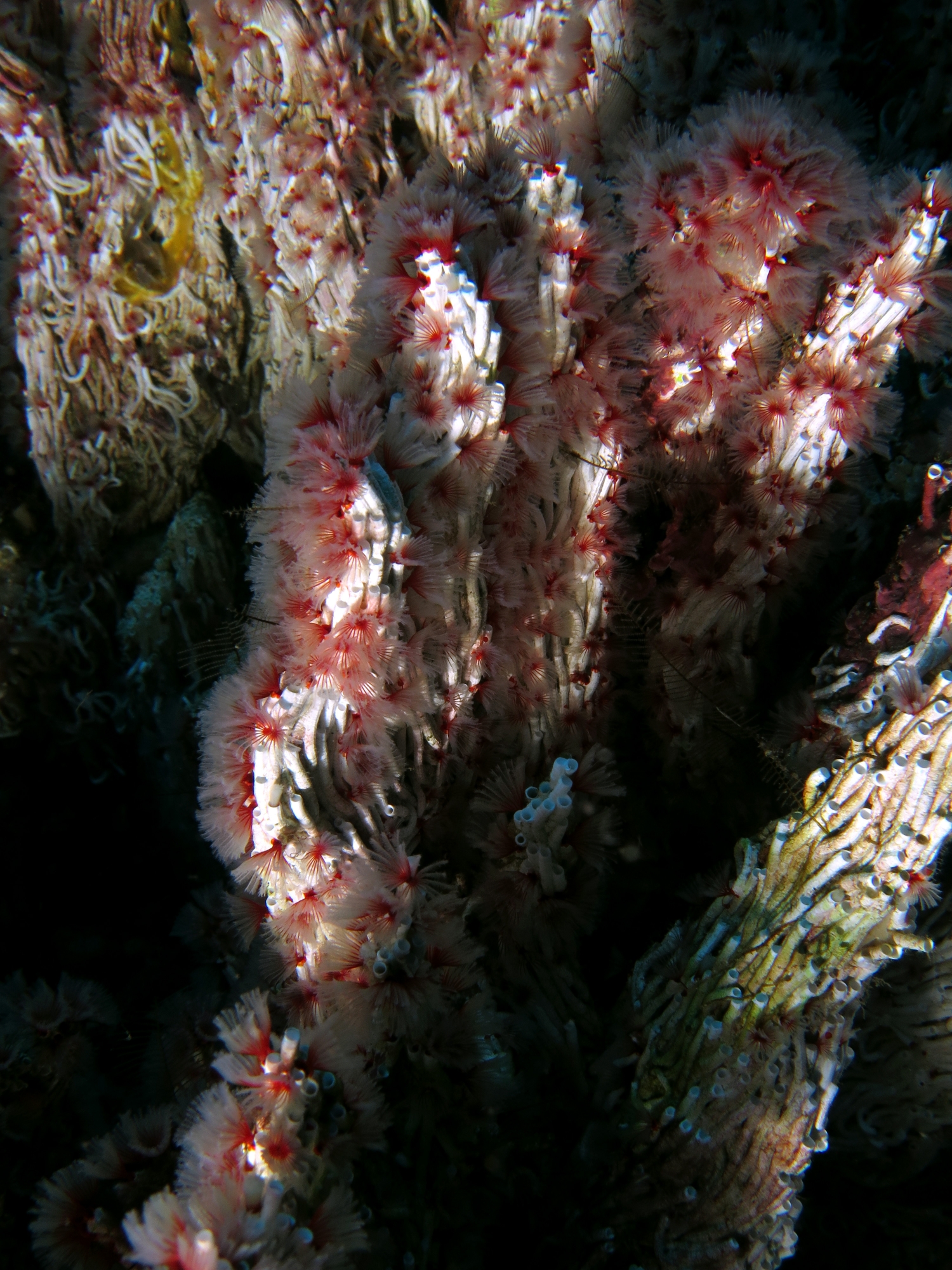 Filogranella elatensis