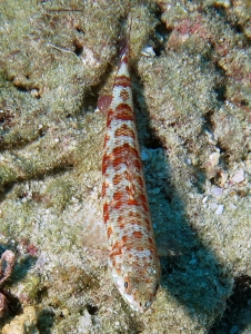 Synodus variegatus