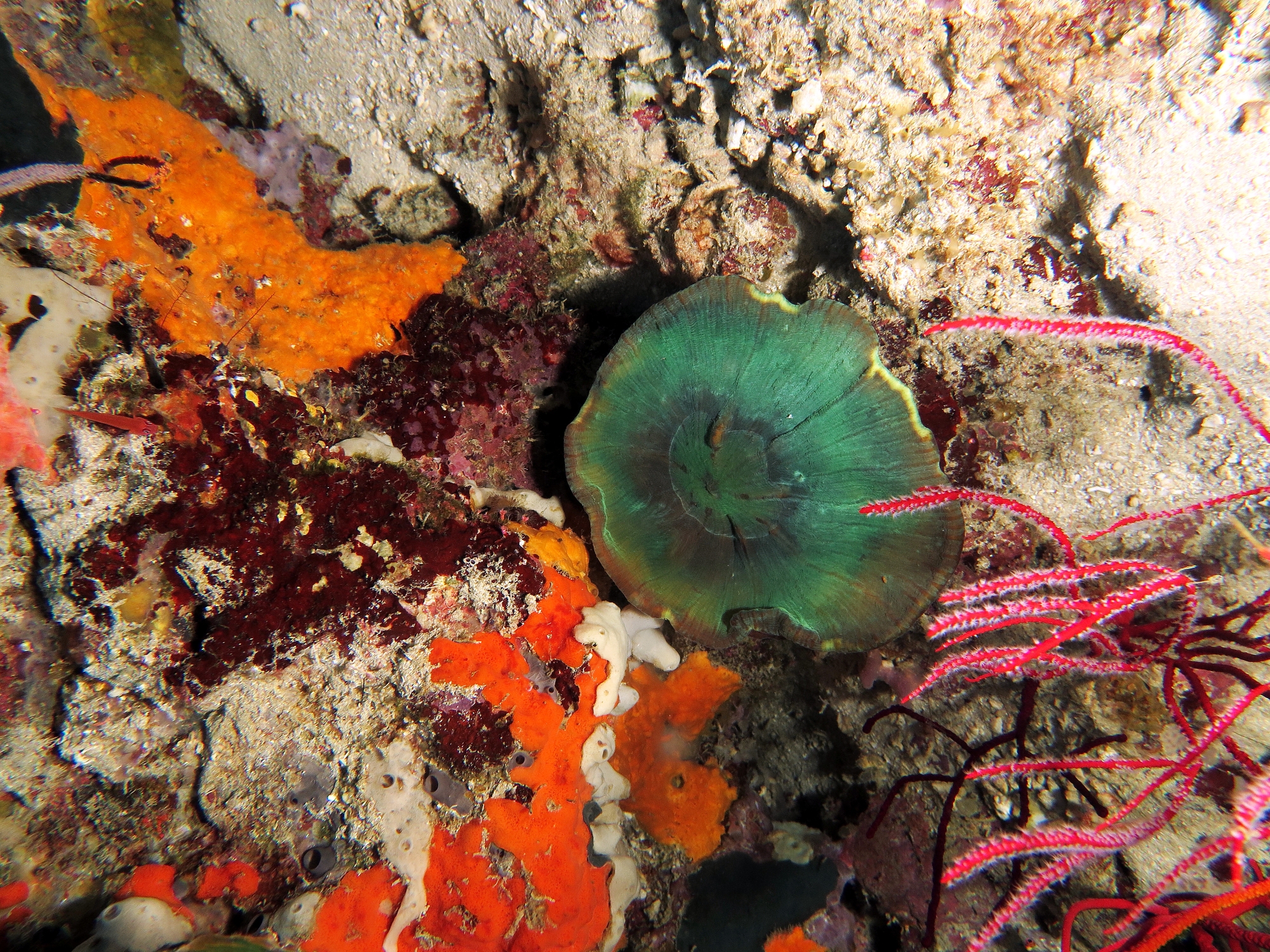 Ianthella basta