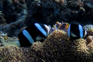 Amphiprion clarkii, Stichodactyla mertensii