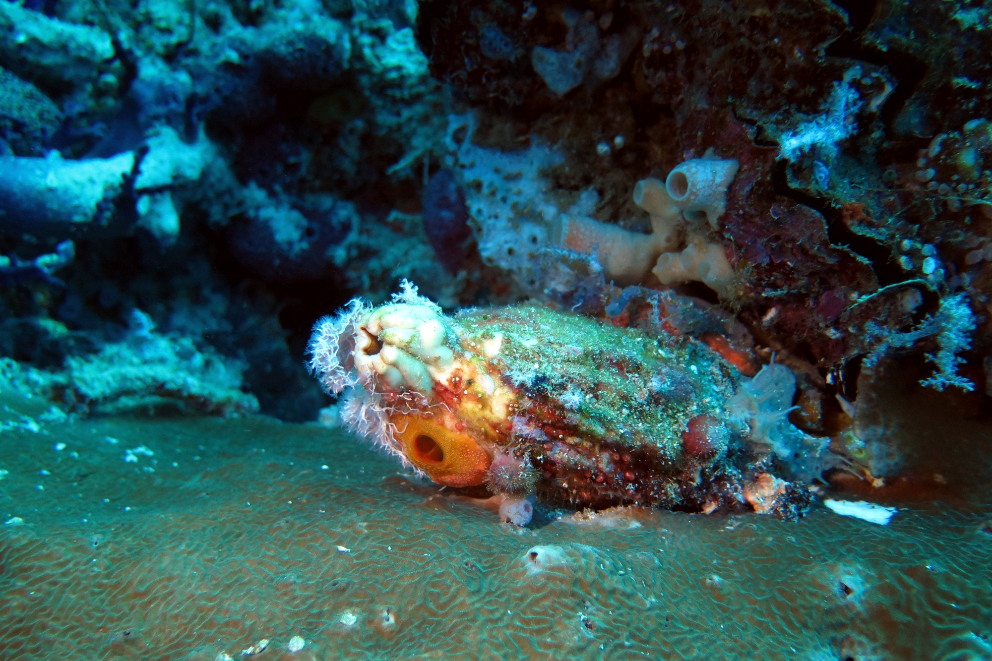 Polycarpa sp. couverte d'épibiontes