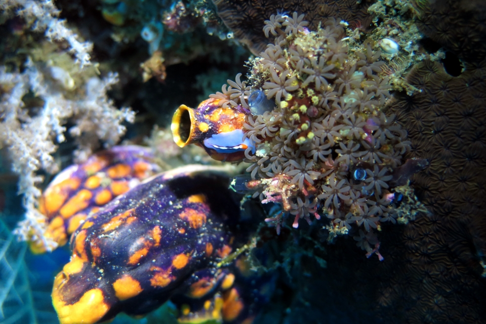 Polycarpa aurata, Pseudoceros (liparus) bifurcus, Tubipora musica