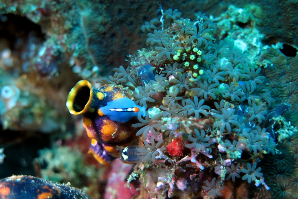 Pseudoceros (liparus) bifurcus, Polycarpa aurata, Tubipora musica