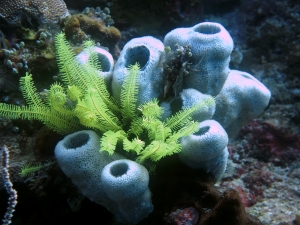 Comaster nobilis, Haliclona fascigera