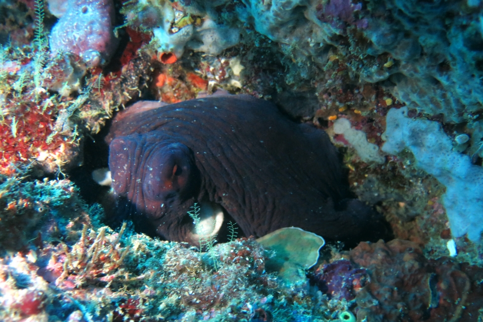 Octopus cyanea