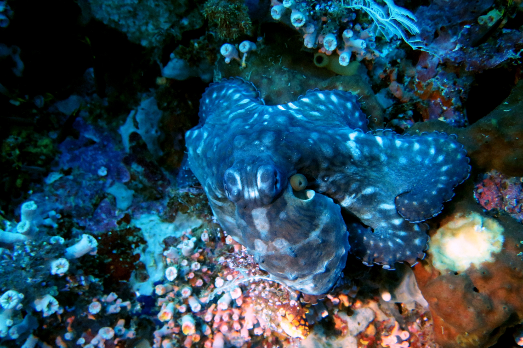 Octopus cyanea