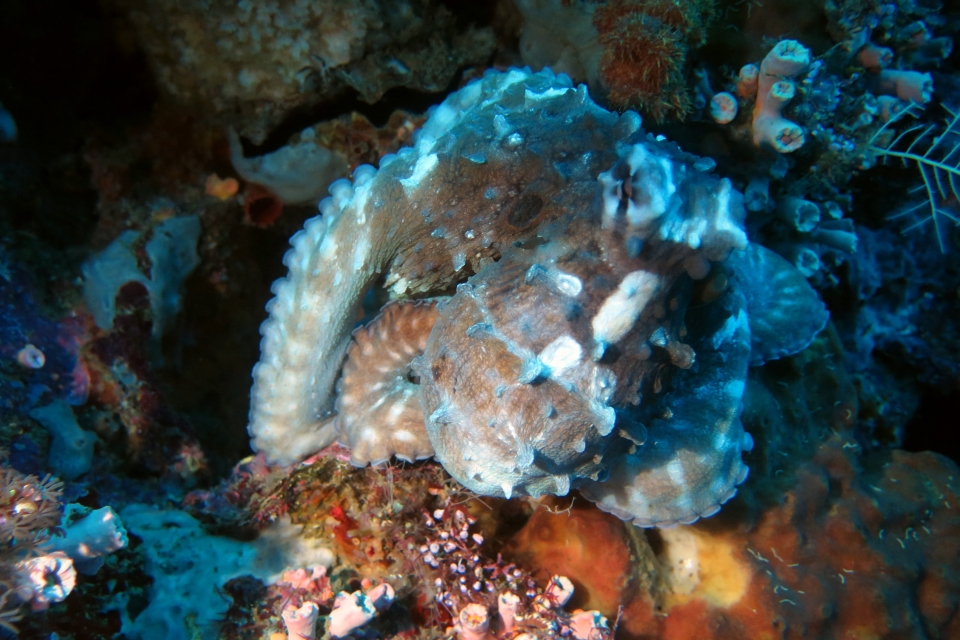 Octopus cyanea