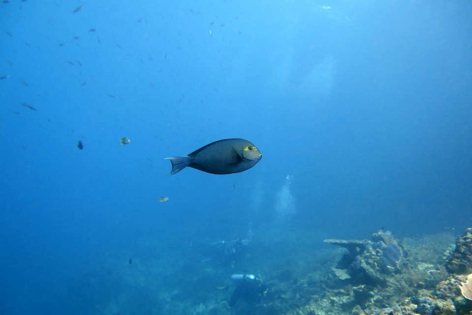 Acanthurus mata