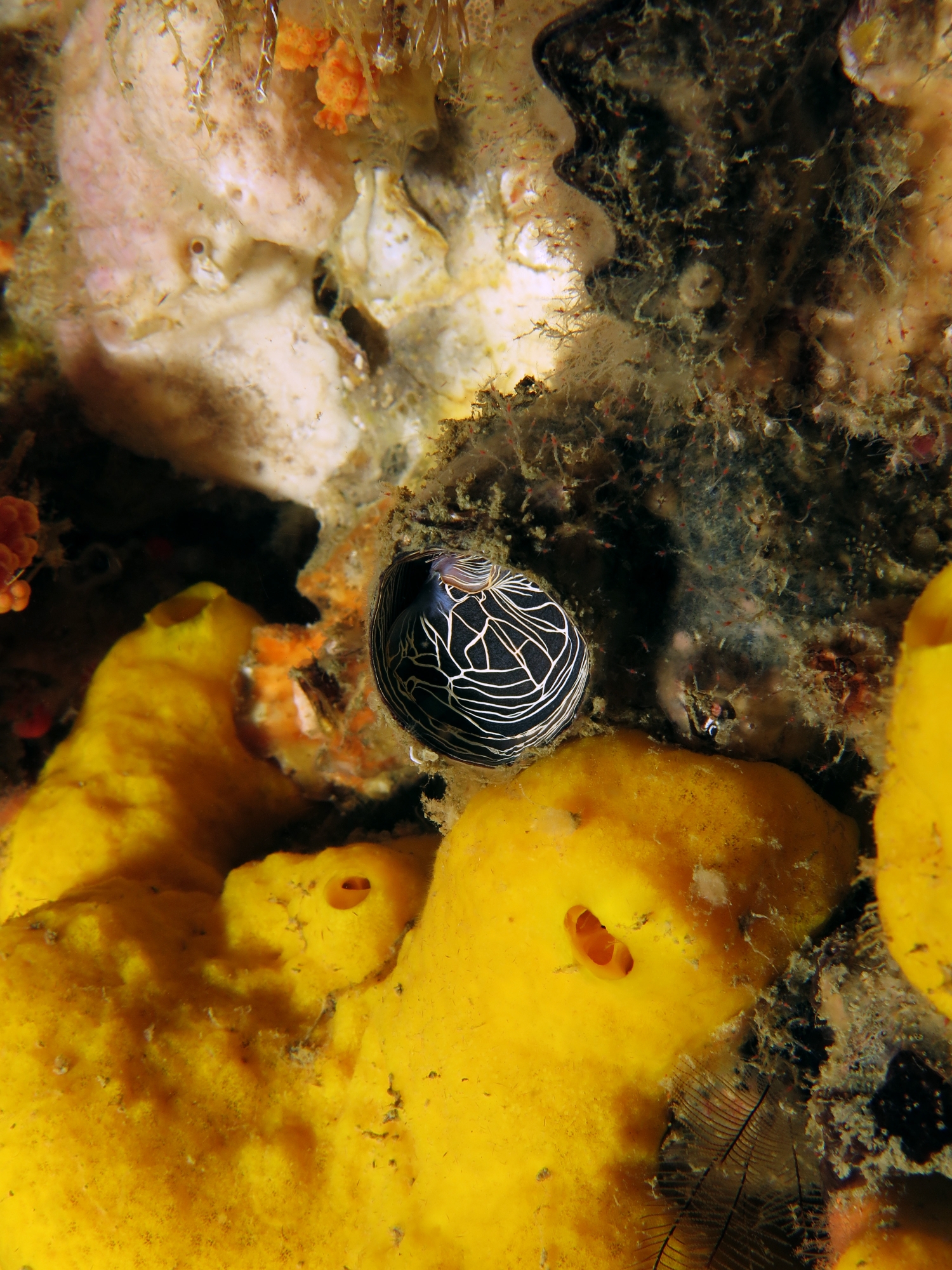Thylacodes grandis