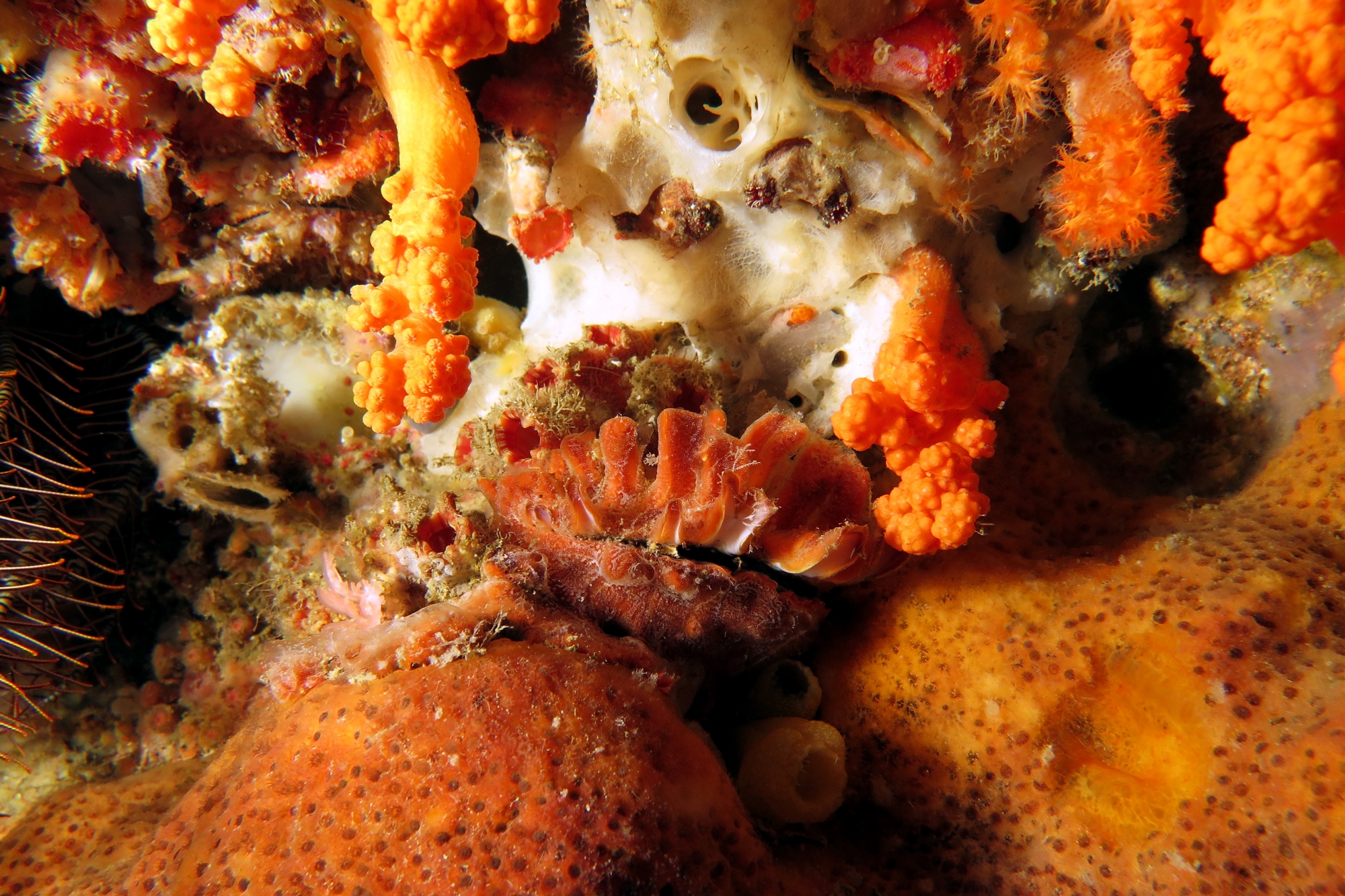 Spondylus nicobaricus