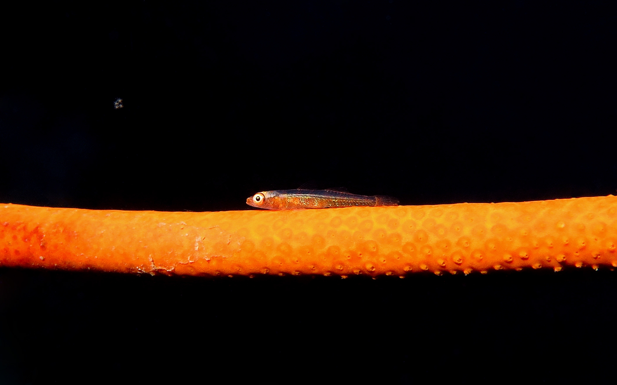 Bryaninops yongei
