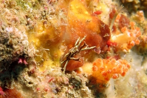 Ceratocarcinus longimanus