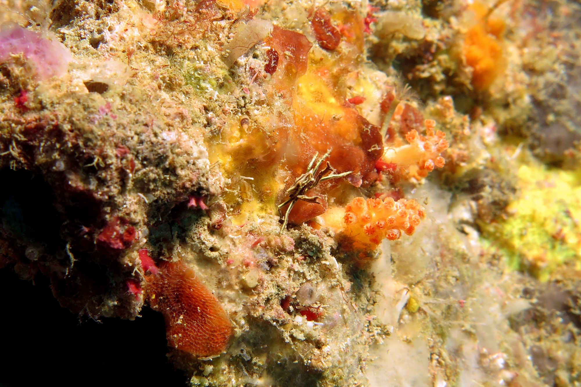 Ceratocarcinus longimanus