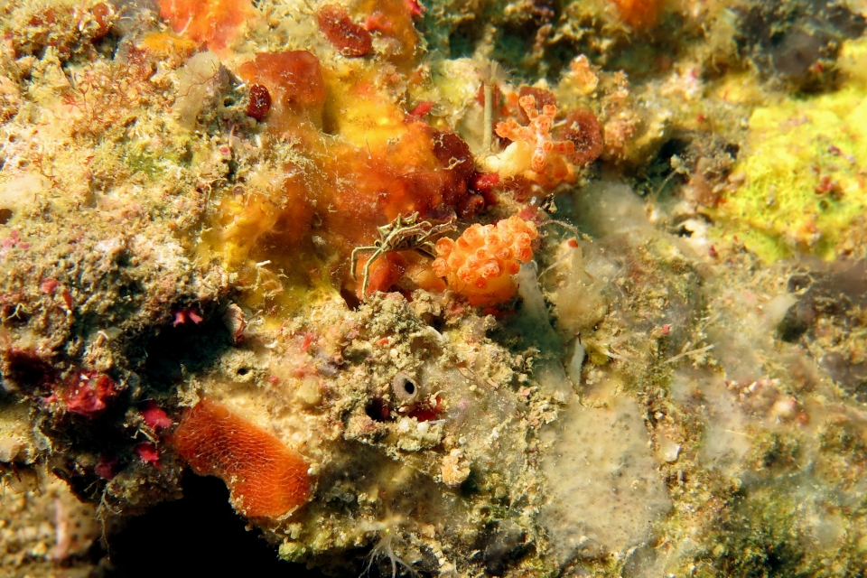 Ceratocarcinus longimanus