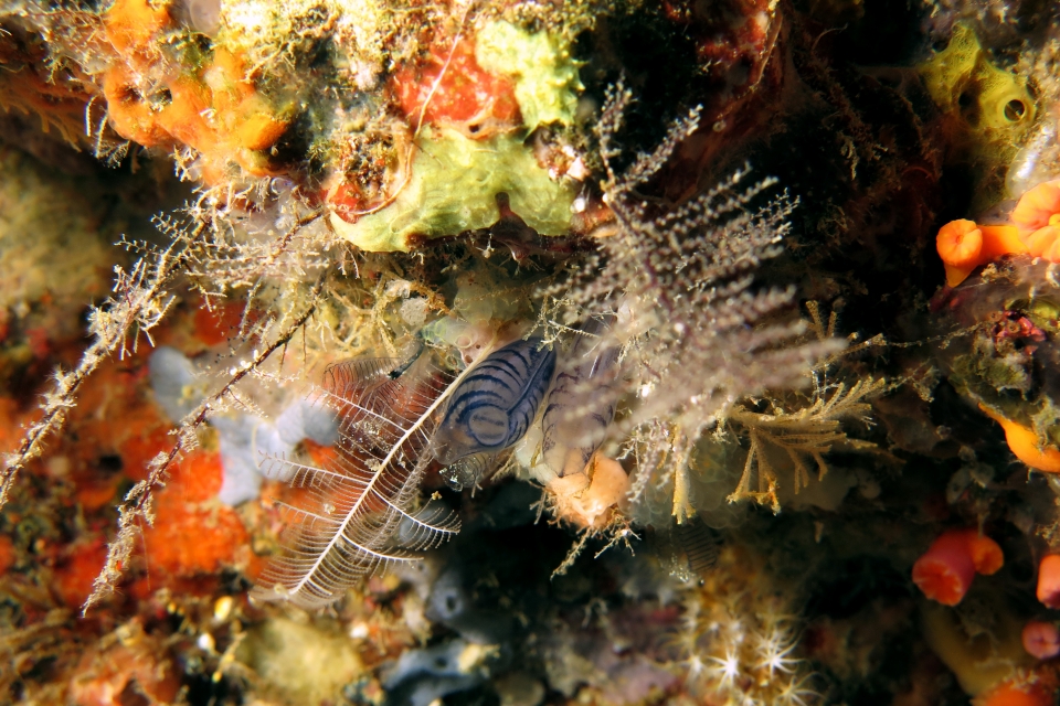 Rhopalaea sp., Rhopalaea circula