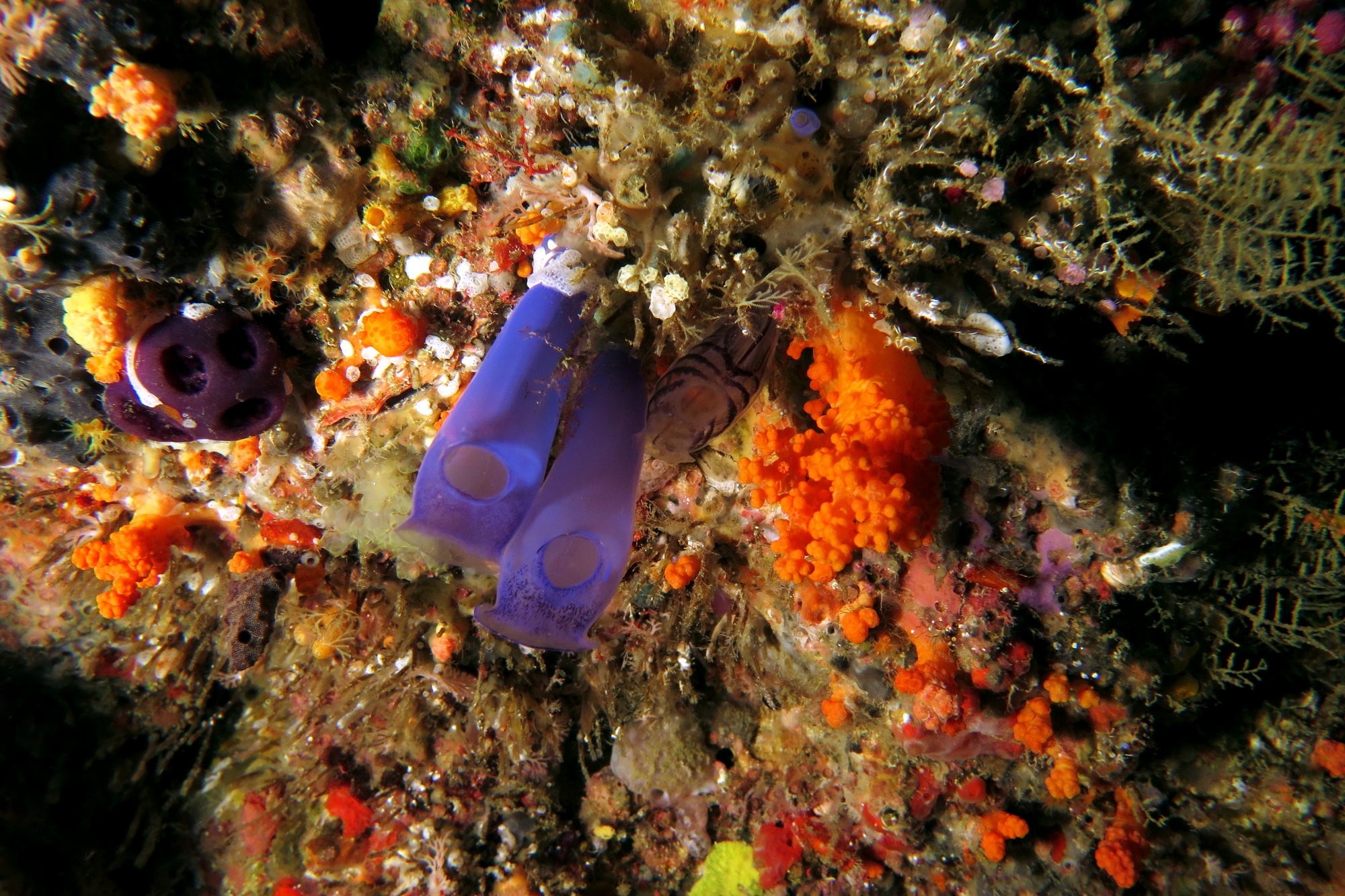 Rhopalaea spp., Rhopalaea circula