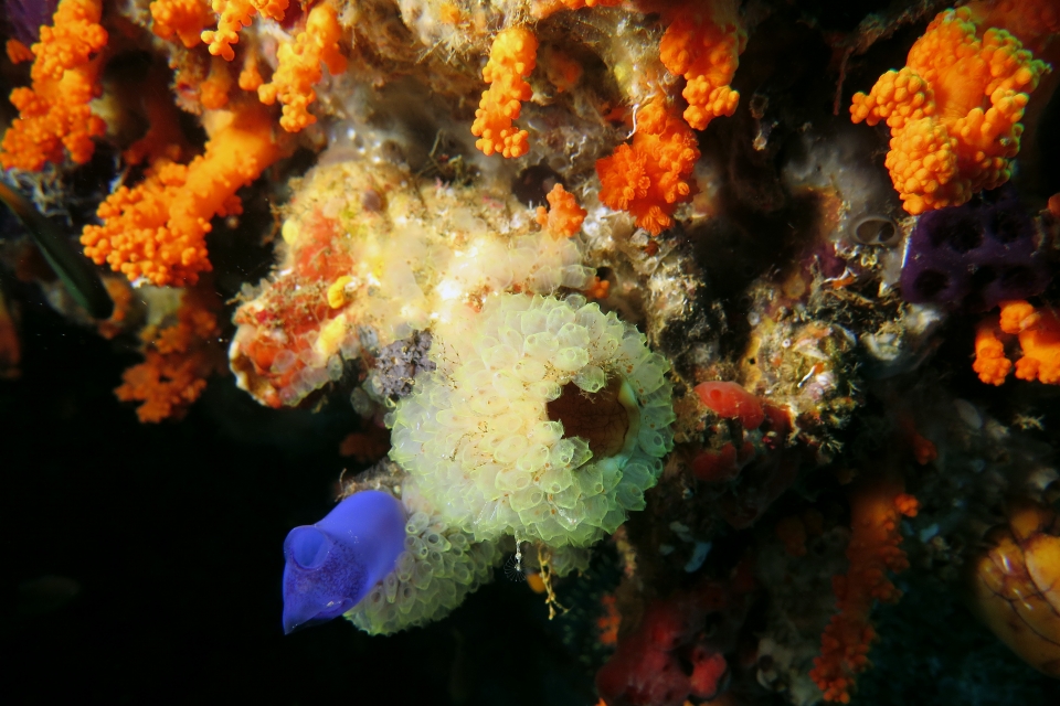 Stolonica socialis, Polycarpa cryptocarpa, Rhopalaea spp.