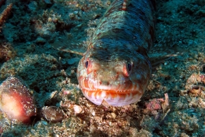 Synodus variegatus (28cm, Poisson-lézard tacheté)