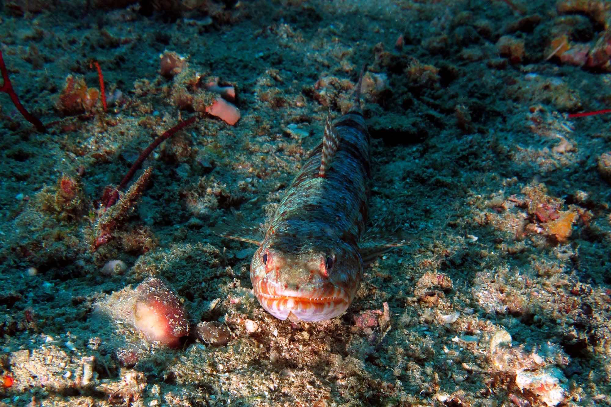 Synodus variegatus (28cm, Poisson-lézard tacheté)