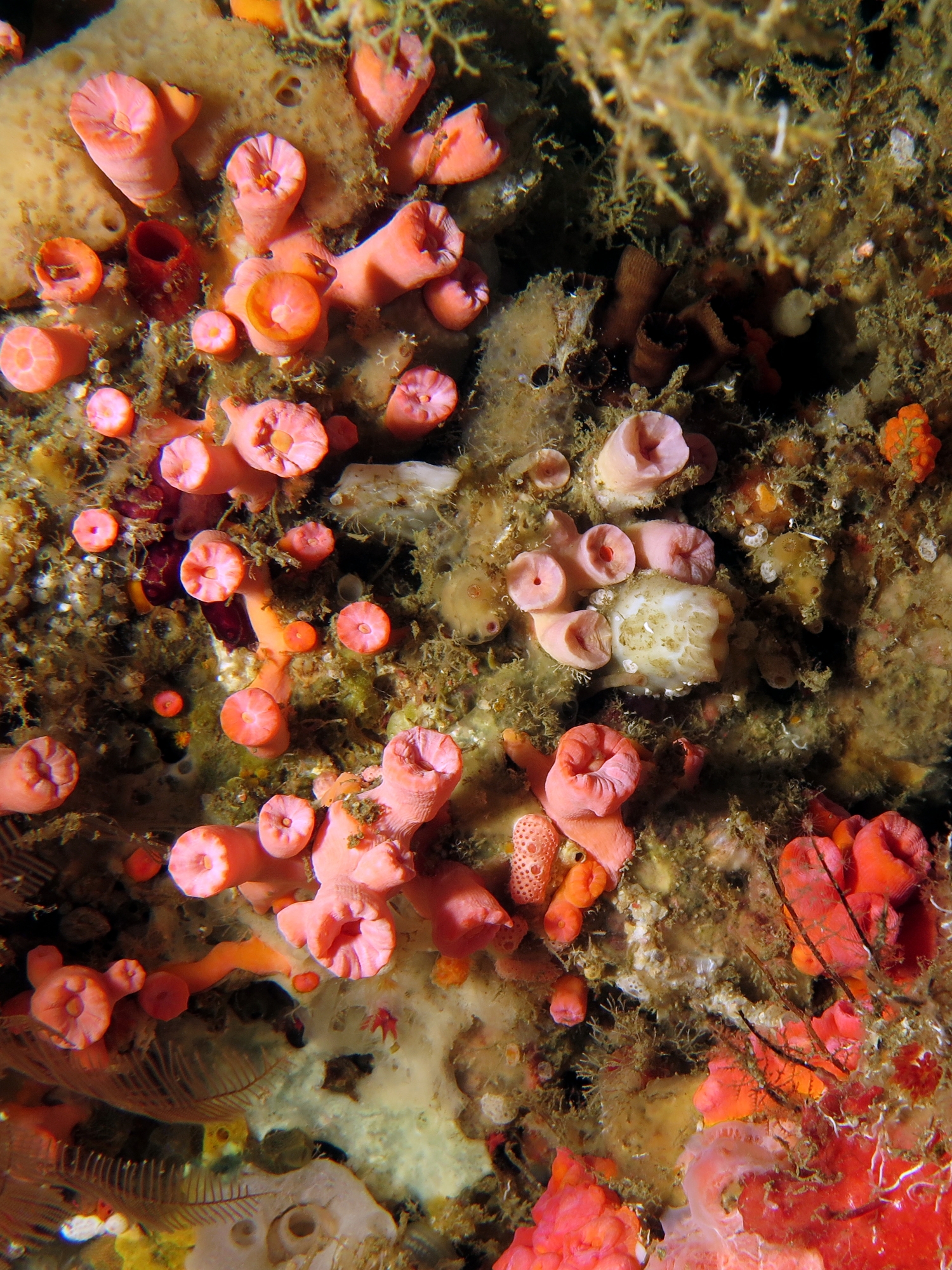 Cladopsammia gracilis-Dendrophyllia gracilis