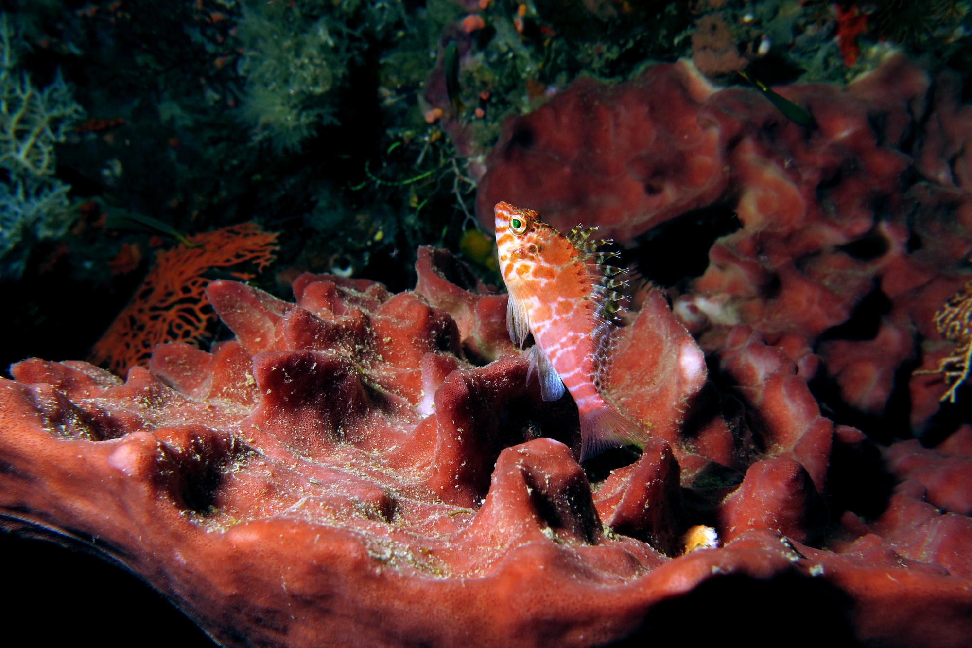 Cirrhitichthys aprinus