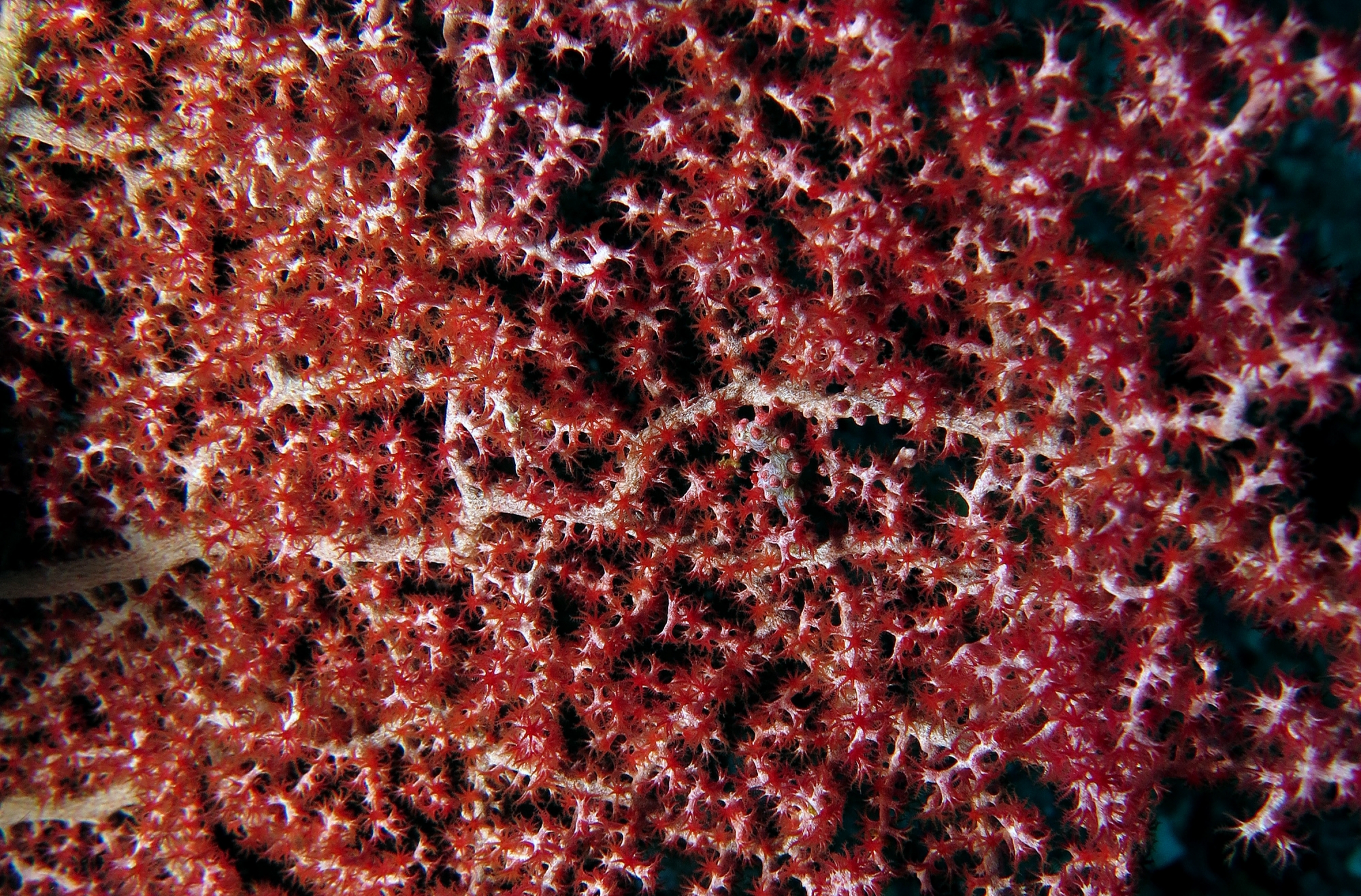 Hippocampus bargibanti, Muricella sp.