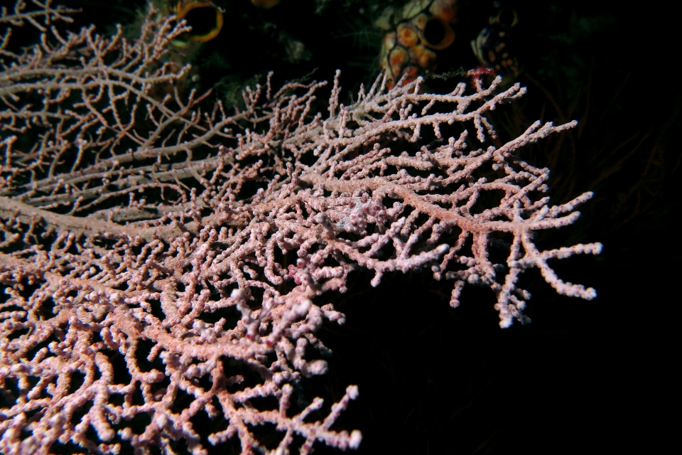 Hippocampus bargibanti, Muricella sp.