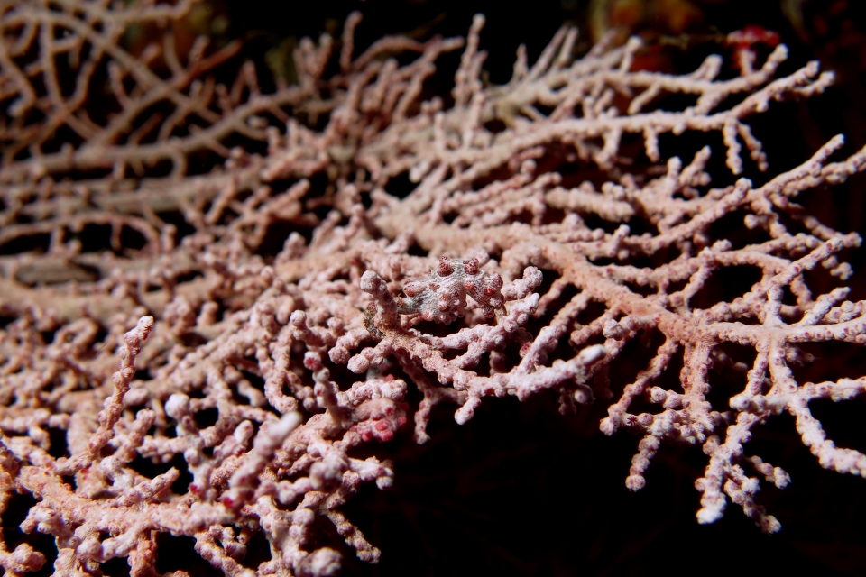 Hippocampus bargibanti, Muricella sp.