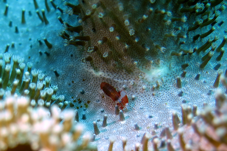 Synalpheus modestus, Sarcophyton sp.